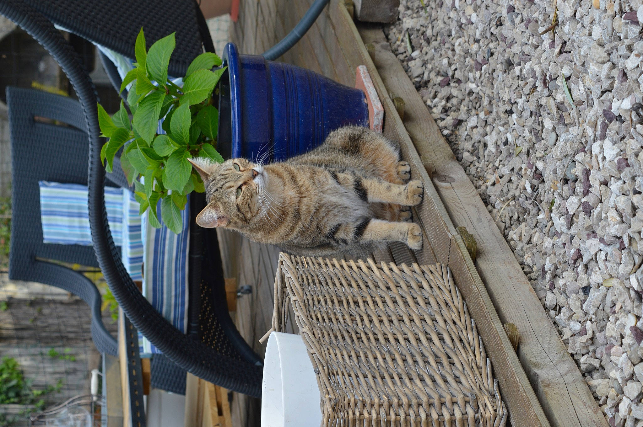 Nephty participe au concours pour gagner de l'argent avec cette photo : carnivore, cat, domestic_short_haired_cat, fawn, felidae, flowerpot, fur, grass, plant, sitting, small_to_medium_sized_cats, tail, tree, whiskers, wood