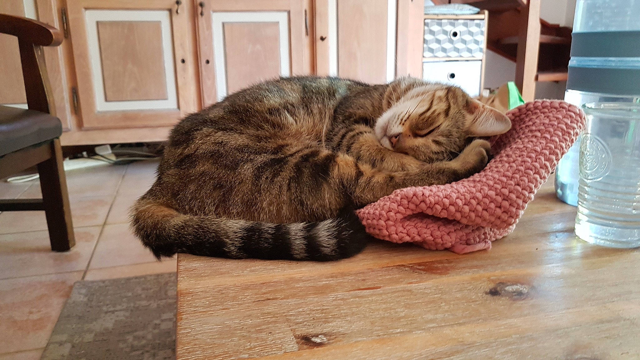 Nephty a rejoint le concours — aidez-le/la à gagner de superbes lots ! carnivore, cat, comfort, domestic_short_haired_cat, fawn, felidae, floor, flooring, grey, hardwood, linens, small_to_medium_sized_cats, snout, sporting_group, tail, terrestrial_animal, whiskers, wood, wood_flooring, wool