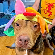 Yoda is registered to the contest to win money with this photo: amused_expression, background, brown_dog, close_up, clothing, colorful_hat, costume, dog, dog_face, eyes, hardwood_floor, home, indoor, nose, peeking_dog, person_hand, pet, plush_hat, stare, yellow_shirt