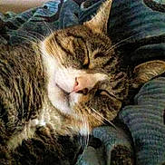 Cheetah is registered to the contest to win money with this photo: cat, tabby_cat, sleeping, nap, close_up, whiskers, fur, pink_nose, blanket, bed, cozy, relaxed, cute, indoor, pet, portrait, striped, domestic_cat, eyes_closed, muzzle