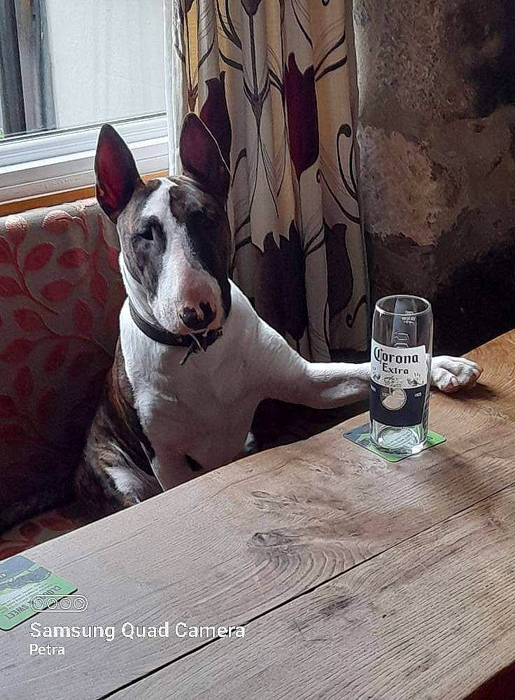 Jethro is registered to the contest to win money with this photo: canidae, carnivore, collar, comfort, companion_dog, couch, curtain, dog, dog_breed, dog_collar, drinkware, fawn, furniture, snout, sporting_group, table, tableware, whiskers, window, working_animal