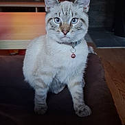 Apple a rejoint le concours — aidez-le/la à gagner de superbes lots ! animal_portrait, bell, blue_eyes, cat, close_up, collar, colorful_screen, curious, cushion, domestic_animal, feline, furniture, home, indoor, pet, sitting, soft_fur, tabby_cat, television, wood_floor