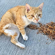 Puff is registered to the contest to win money with this photo: animal, cat, closeup, concrete, curious, daylight, ears, feline, fur, ground, leaves, looking, nature, orange_cat, outdoor, paws, pet, relaxed, whiskers, white_cat