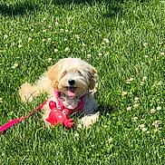 Honey joined the competition — help win amazing prizes! dog, grass, toy, red, outdoor, pet, happy, sunlight, animal, canine, playful, summer, nature, leash, cute, tongue, fluffy, relaxing, greenery, daytime