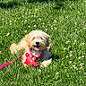 dog, grass, toy, red, outdoor, pet, happy, sunlight, animal, canine, playful, summer, nature, leash, cute, tongue, fluffy, relaxing, greenery, daytime