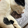 animal, black_and_white, blanket, book, cat, close_up, cozy, cute, domestic_animal, fur, hand, indoor, napping, paw, pet, relaxation, resting, sleeping, soft_texture, whiskers
