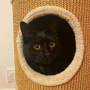 Tinto a rejoint le concours — aidez-le/la à gagner de superbes lots ! animal, black_cat, cat, cat_condo, circular_opening, cozy, curious, eyes, feline, floor, fur, home, indoor, pet, plush, power_outlet, texture, wall, whiskers, woven