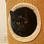 animal, black_cat, cat, cat_condo, circular_opening, cozy, curious, eyes, feline, floor, fur, home, indoor, pet, plush, power_outlet, texture, wall, whiskers, woven