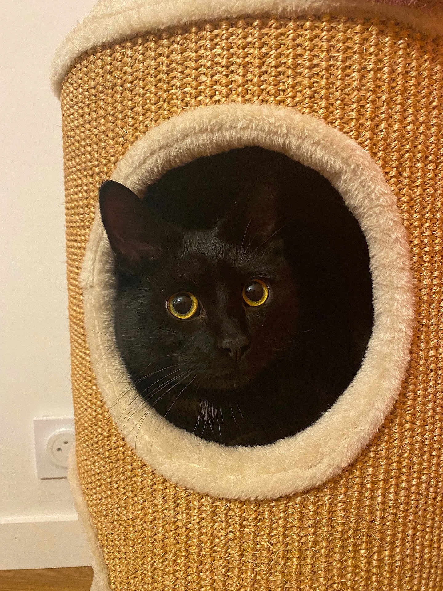 Tinto a rejoint le concours — aidez-le/la à gagner de superbes lots ! animal, black_cat, cat, cat_condo, circular_opening, cozy, curious, eyes, feline, floor, fur, home, indoor, pet, plush, power_outlet, texture, wall, whiskers, woven