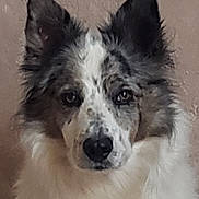Popeck a rejoint le concours — aidez-le/la à gagner de superbes lots ! animal, background, black_and_white, calm, canine, close_up, dog, domestic_animal, ears, face, fluffy, fur, furry, head, indoor, looking_at_camera, muzzle, pet, portrait, speckled