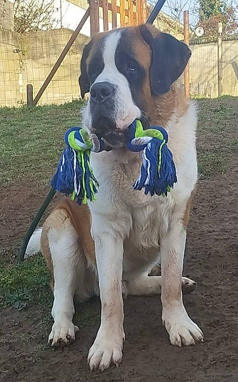 Tazz a rejoint le concours — aidez-le/la à gagner de superbes lots ! boxer, canidae, carnivore, collar, companion_dog, composite_material, dog, dog_breed, dog_collar, dog_supply, fawn, grass, pet_supply, plant, snout, sporting_group, tail, tree, working_animal, working_dog