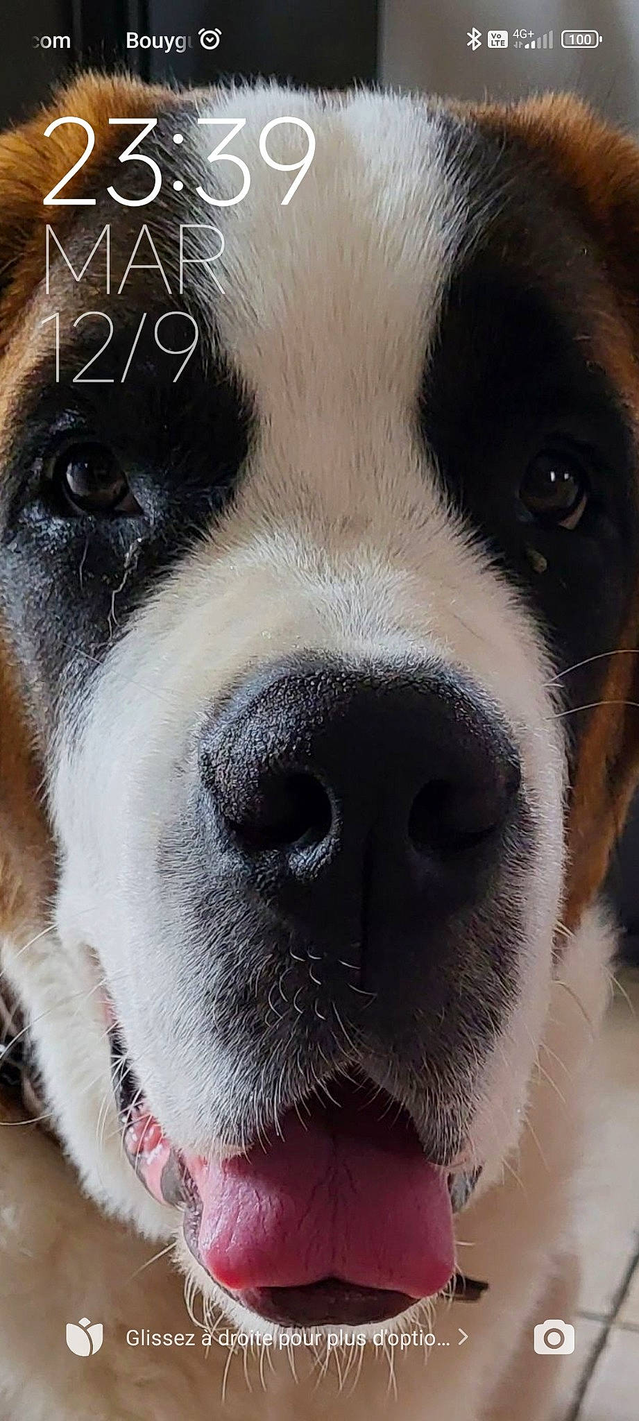 Tazz a rejoint le concours — aidez-le/la à gagner de superbes lots ! canidae, carnivore, close_up, collar, companion_dog, dog, dog_breed, dog_collar, fawn, fur, mammal, metal, non_sporting_group, snout, sporting_group, terrestrial_animal, vertebrate, whiskers, white, working_animal