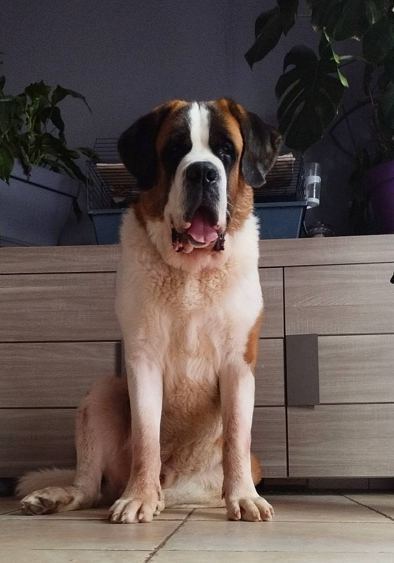 Tazz a rejoint le concours — aidez-le/la à gagner de superbes lots ! bored, cabinetry, carnivore, companion_dog, dog, dog_breed, door, drawer, flowerpot, giant_dog_breed, gun_dog, houseplant, plant, porch, snout, sporting_group, st_bernard, window, wood, working_animal