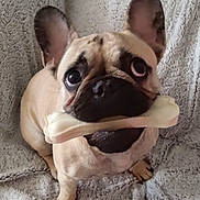 Umanity a rejoint le concours — aidez-le/la à gagner de superbes lots ! adorable, animal, blanket, bone, canine, close_up, companion, cute, dog, domestic, ears, expression, french_bulldog, fur, indoor, mammal, pet, playful, sitting, wrinkles