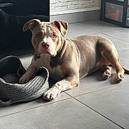 Milla participe au concours pour gagner de l'argent avec cette photo : animal, basket, brown, calm, curious, dog, domestic, ears, floor, furniture, indoor, light, modern, pet, relaxed, resting, shadow, snout, tile, white