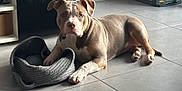 Milla participe au concours pour gagner de l'argent avec cette photo : animal, basket, brown, calm, curious, dog, domestic, ears, floor, furniture, indoor, light, modern, pet, relaxed, resting, shadow, snout, tile, white