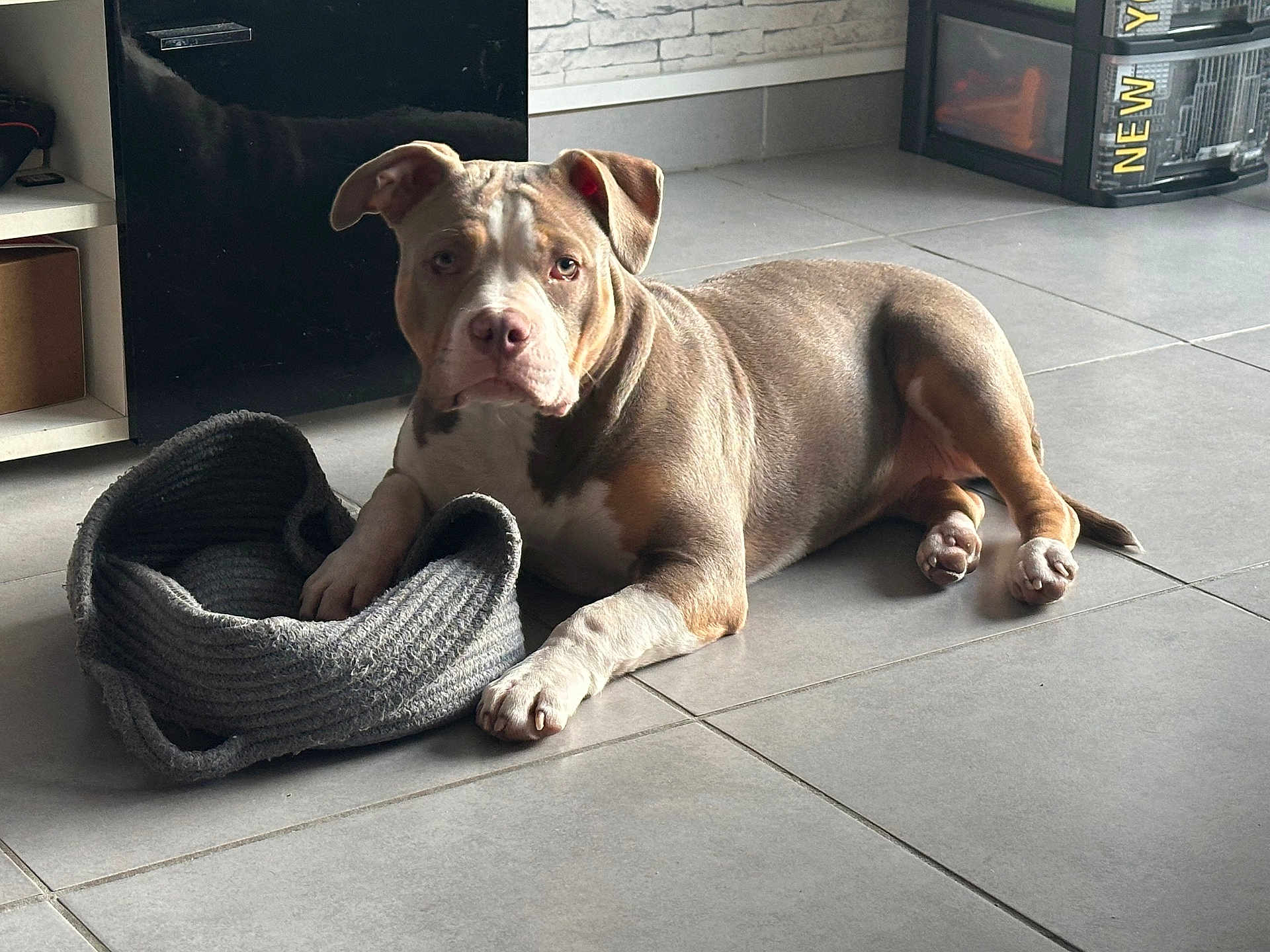 Milla participe au concours pour gagner de l'argent avec cette photo : animal, basket, brown, calm, curious, dog, domestic, ears, floor, furniture, indoor, light, modern, pet, relaxed, resting, shadow, snout, tile, white