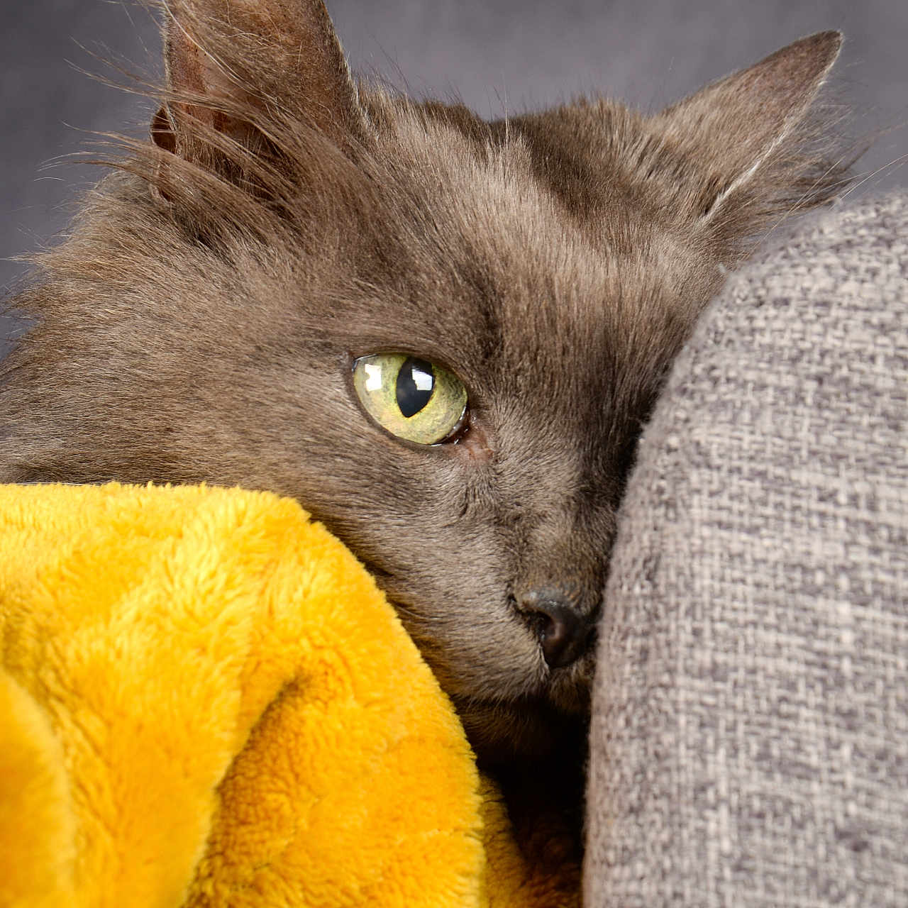 Cilaos participe au concours pour gagner de l'argent avec cette photo : animal, blanket, cat, close_up, cozy, curious, cushion, cute, fur, furry, gray_cat, gray_cushion, green_eye, indoor, pet, portrait, resting, soft_texture, whiskers, yellow_blanket