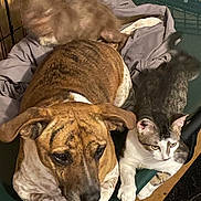 Lily joined the competition — help win amazing prizes! dog, cat, kitten, pet, animal, cage, bed, indoor, brown_dog, gray_cat, white_paws, furry, resting, playful_kitten, cozy, close_up, domestic, companion, multiple_pets, furniture