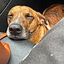 dog, sleeping, resting, brown_fur, closed_eyes, car_interior, leather_seat, pet, animal, close_up, calm, relaxed, snout, fur_texture, ear, seat, comfort, domestic_animal, companion, cute