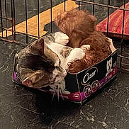 Yogi is registered to the contest to win money with this photo: animal, box, brown, cage, cat, close, companions, cozy, curled_up, cute, dog, floor, fur, indoor, pet, playful, resting, small, tabby, white