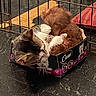 animal, box, brown, cage, cat, close, companions, cozy, curled_up, cute, dog, floor, fur, indoor, pet, playful, resting, small, tabby, white