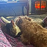 Yogi is registered to the contest to win money with this photo: animal, blanket, cat, comfort, companion, cozy, crochet, dog, fireplace, fur, furniture, home, indoor, pet, relaxing, resting, snuggling, soft, warmth, window