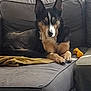 dog, couch, indoor, toy, yellow, pet, animal, fur, relaxing, canine, brown, black, white, living_room, comfort, domestic, home, resting, alert, paws