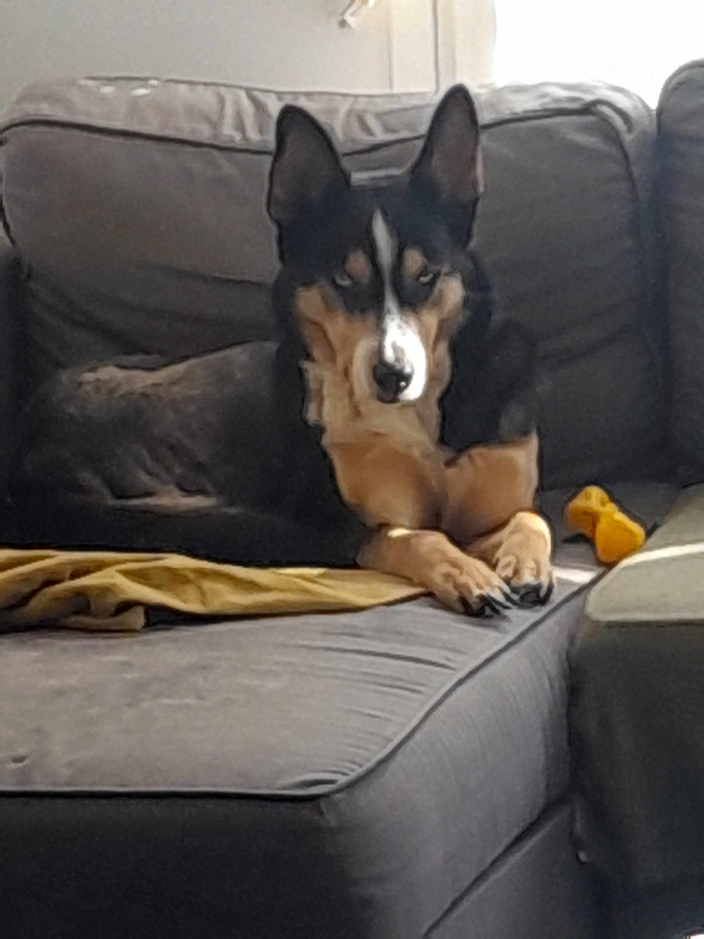Lady