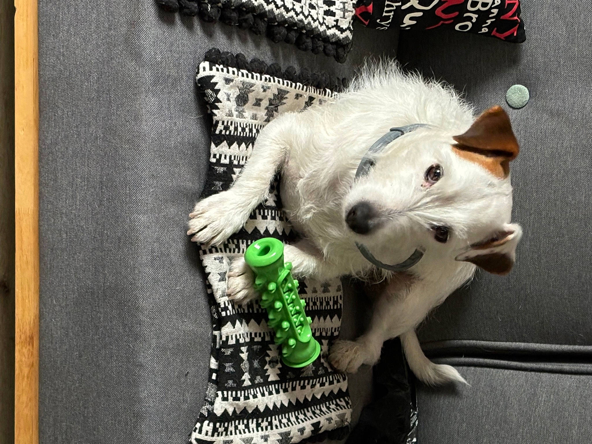 Rex a rejoint le concours — aidez-le/la à gagner de superbes lots ! art, carnivore, collar, companion_dog, dog, dog_breed, dog_clothes, dog_collar, dog_supply, fashion_accessory, font, fur, picture_frame, rectangle, sleeve, t_shirt, toy_dog, visual_arts, whiskers, working_animal