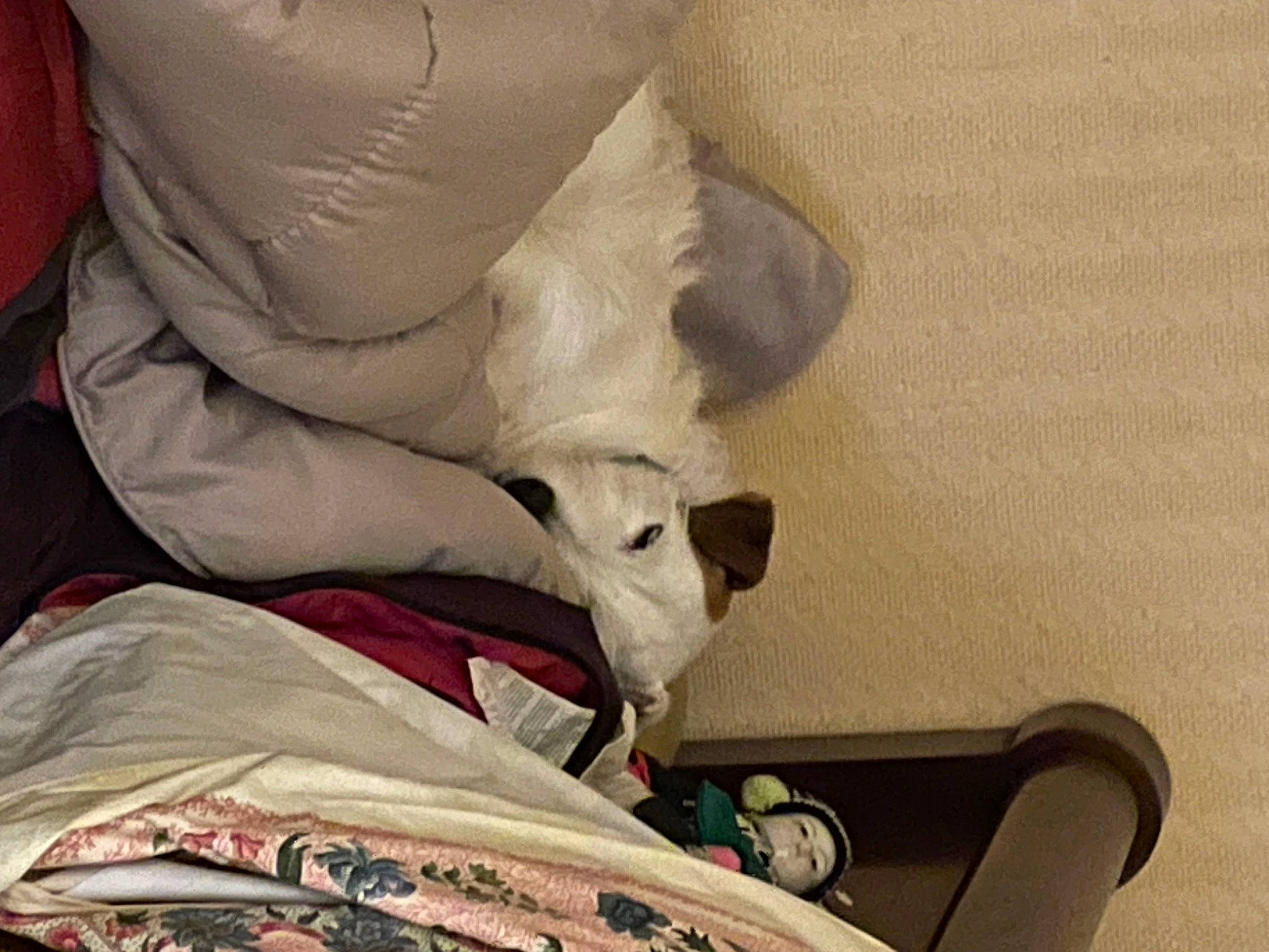 Rex participe au concours pour gagner de l'argent avec cette photo : bed_sheet, bedding, blanket, canidae, carmine, comfort, companion_dog, couch, felidae, flooring, fur, hardwood, human_leg, linens, nap, room, sitting, small_to_medium_sized_cats, whiskers, wood