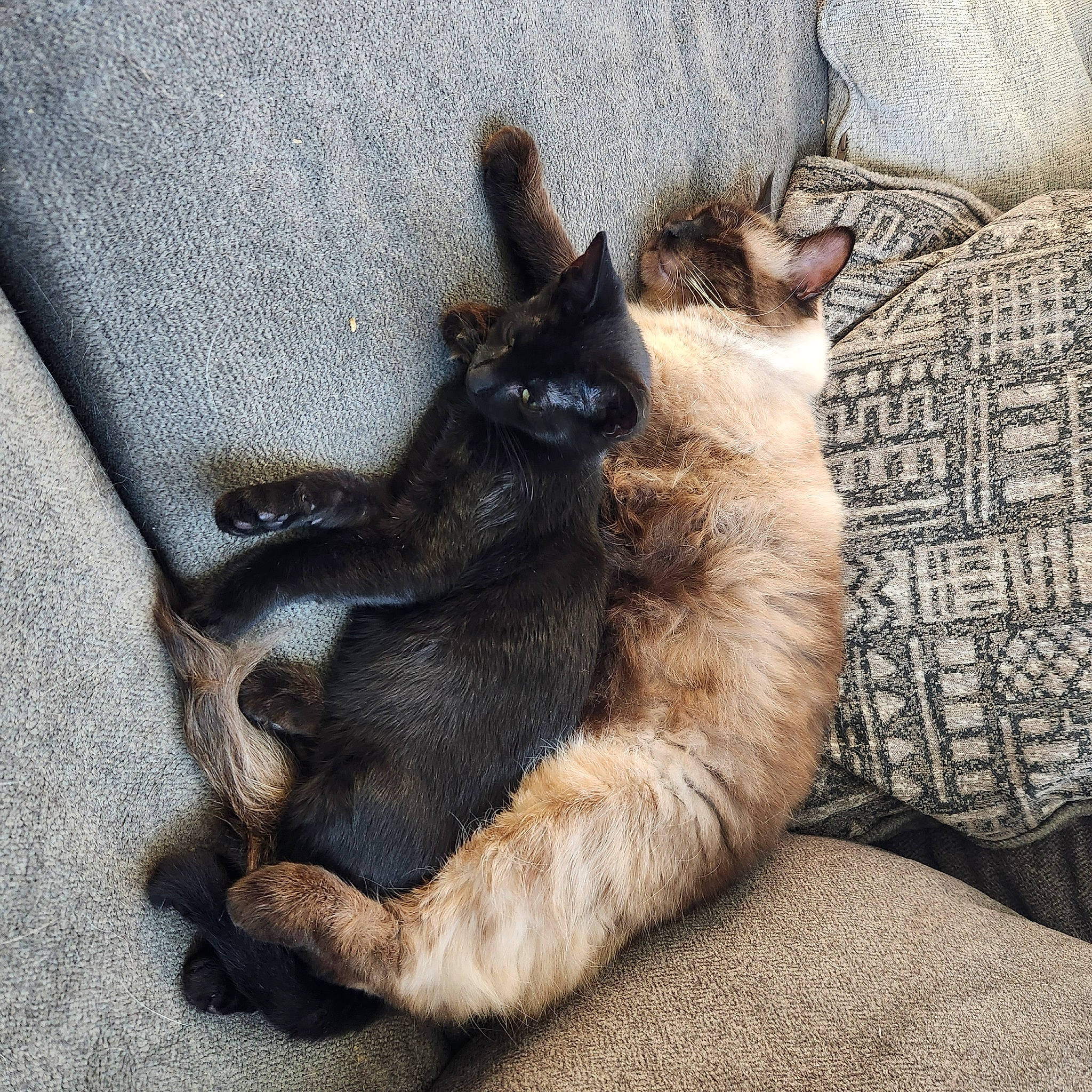 Frank is registered to the contest to win money with this photo: canidae, carnivore, claw, comfort, companion_dog, dog_breed, domestic_short_haired_cat, fawn, felidae, fur, german_shepherd_dog, nap, paw, small_to_medium_sized_cats, snout, sporting_group, tail, terrestrial_animal, whiskers, work_boots