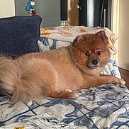 Kash is registered to the contest to win money with this photo: dog, fluffy, indoor, blanket, cushion, keychain, water_dispenser, brown_fur, pet, relaxed, lying_down, cozy, face, looking, home, furniture, animal, cute, domestic, resting