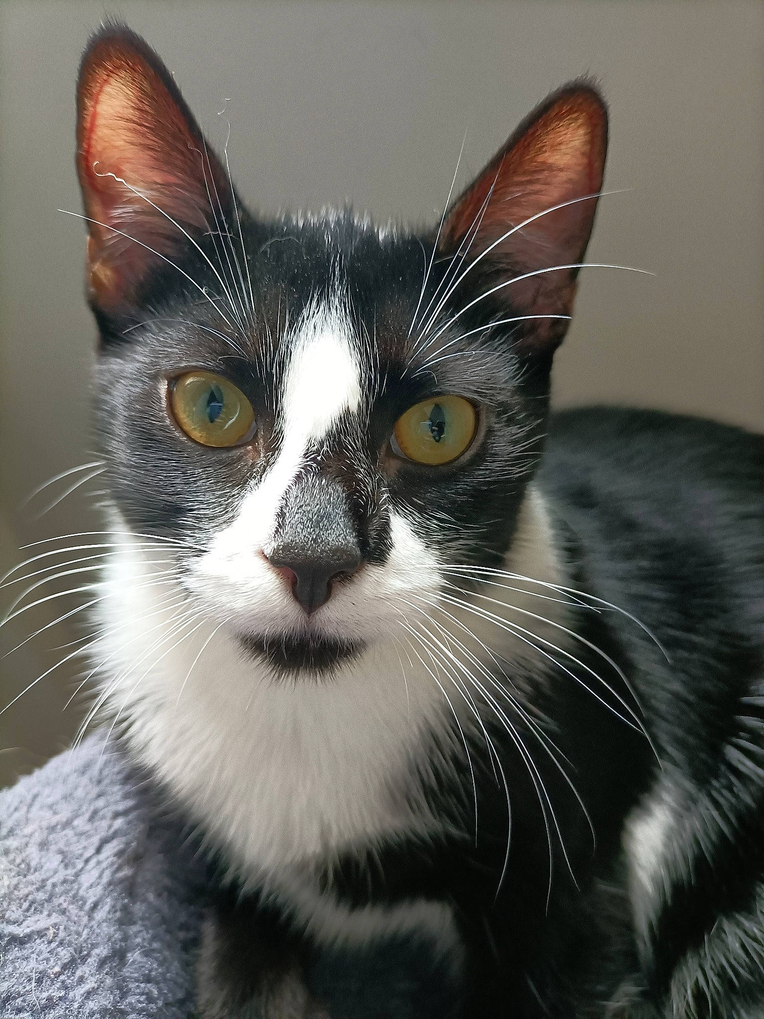 Sky a rejoint le concours — aidez-le/la à gagner de superbes lots ! black_cat, carnivore, cat, close_up, comfort, domestic_short_haired_cat, ear, felidae, fur, hair, leg, monochrome, monochrome_photography, paw, small_to_medium_sized_cats, snout, tail, terrestrial_animal, whiskers