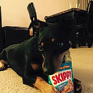 Tazmanian is registered to the contest to win money with this photo: dog, indoor, carpet, peanut_butter, jar, skippy, black_dog, tan_markings, paw, table, chair, floor, pet, animal, domestic, looking_down, holding, close_up, home, furniture