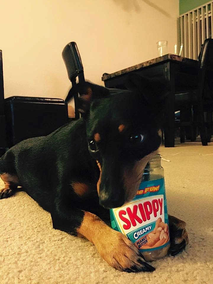 Tazmanian is registered to the contest to win money with this photo: dog, indoor, carpet, peanut_butter, jar, skippy, black_dog, tan_markings, paw, table, chair, floor, pet, animal, domestic, looking_down, holding, close_up, home, furniture