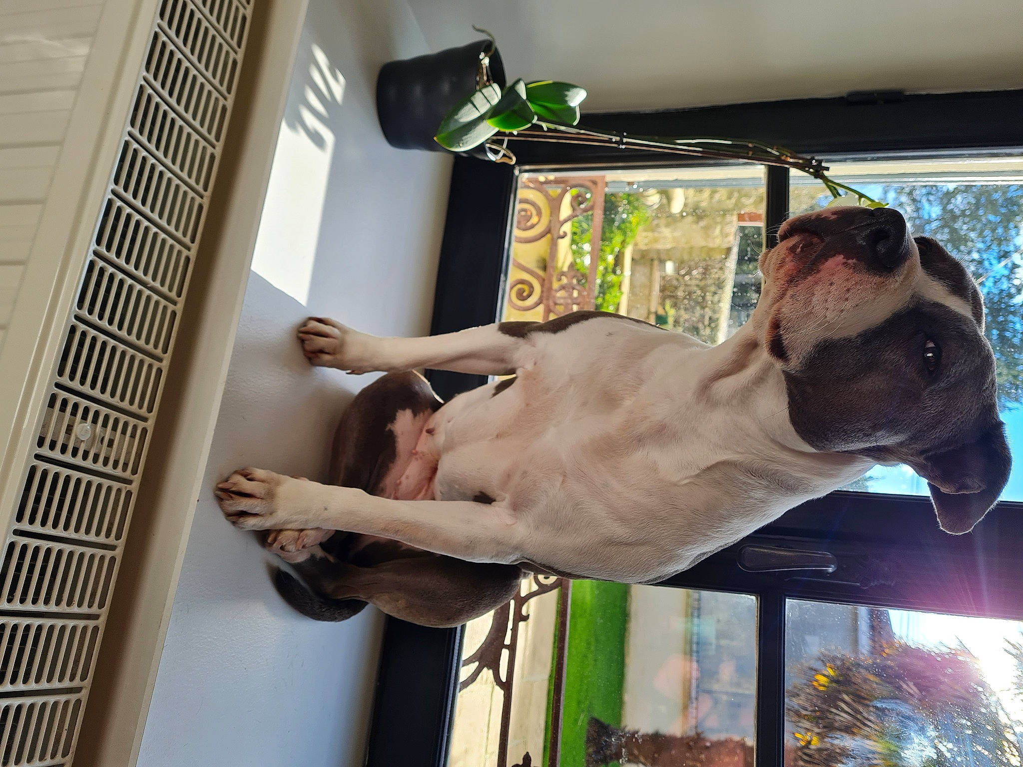 Jehna a rejoint le concours — aidez-le/la à gagner de superbes lots ! canidae, carnivore, dog, dog_breed, elbow, eyewear, facade, fawn, fun, gesture, glass, guard_dog, human_leg, muscle, room, sunglasses, tower_block, tree, vertebrate, window