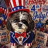 american_flag, bow_tie, costume, dog, festive, fireworks, fourth_of_july, holiday_decorations, independence_day, indoor, jacket, patriotic, pet, portrait, red_white_blue, shih_tzu, sitting, stars_and_stripes, top_hat, uncle_sam_hat