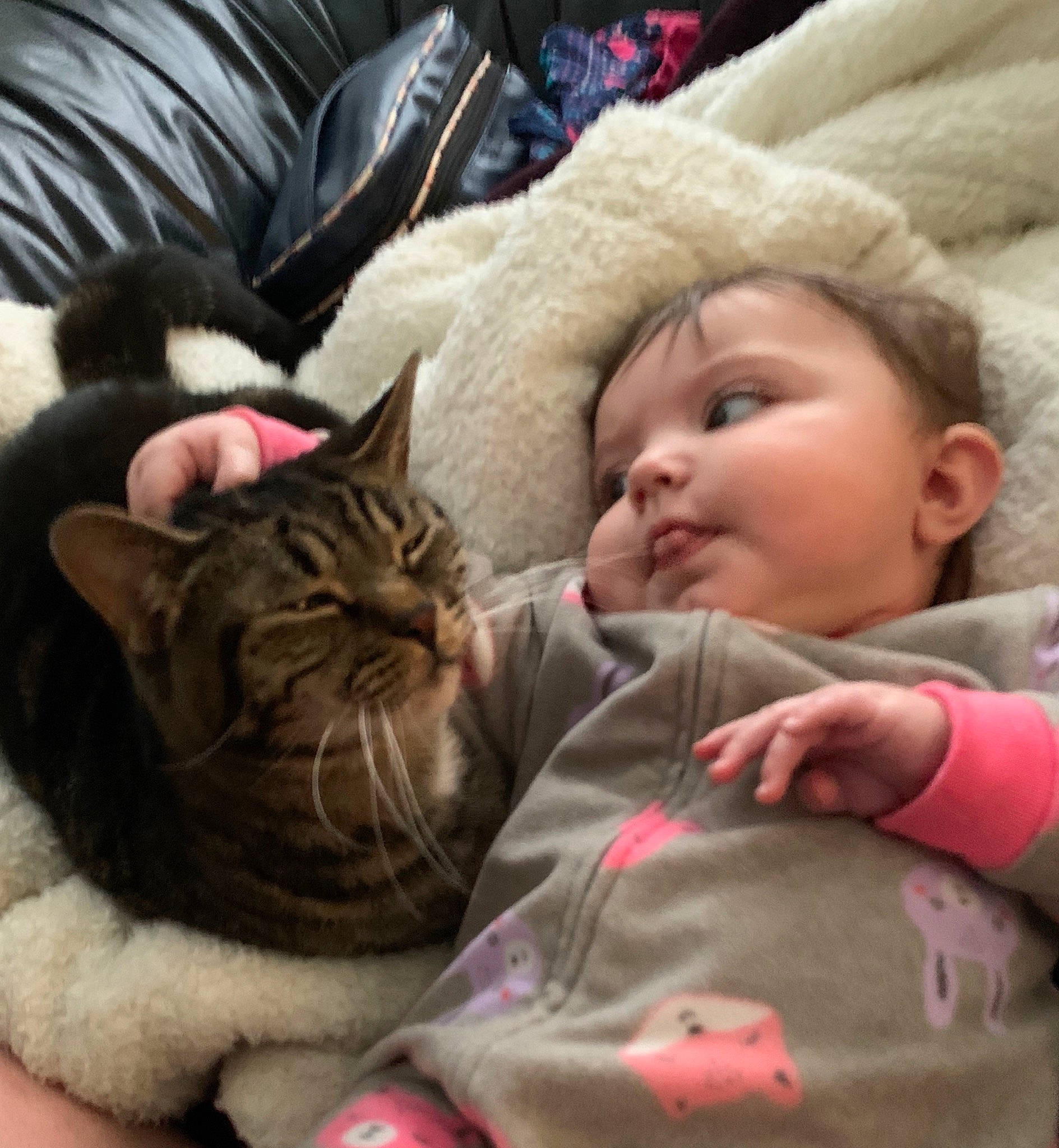Cassidy is registered to the contest to win money with this photo: baby, baby_sleeping, bedtime, birth, carnivore, cat, cheek, child, comfort, eye, felidae, fur, hug, kitten, nap, person, skin, sleep, small_to_medium_sized_cats, toddler