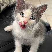 Nimbus joined the competition — help win amazing prizes! animal, cat, couch, curious, cute, fur, furniture, gray, home, indoor, kitten, leather, licking, pet, pink_nose, playful, small, whiskers, white, young