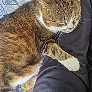 Lilou a rejoint le concours — aidez-le/la à gagner de superbes lots ! adidas, blanket, cat, clothing, comfort, cozy, domestic_animal, feline, fur, indoor, leg, pattern, paw, person, pet, relaxing, resting, sleeping, tabby, whiskers