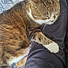adidas, blanket, cat, clothing, comfort, cozy, domestic_animal, feline, fur, indoor, leg, pattern, paw, person, pet, relaxing, resting, sleeping, tabby, whiskers