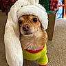 Teddy Bear joined the competition — help win amazing prizes! dog, small_dog, indoor, carpet, clothing, costume, hat, fluffy_hat, bunny_ears, pet, animal, wrapped_gifts, holiday, christmas, festive, curious, cute, brown_dog, red_trim, yellow_outfit