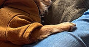 Teddy Bear joined the competition — help win amazing prizes! dog, hoodie, brown_clothing, paw, fur, armchair, window_light, jeans, blue_clothing, indoor, resting, pet, cozy, relaxed, canine, furniture, casual, comfort, warm, daylight
