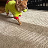 Teddy Bear joined the competition — help win amazing prizes! dog, small_dog, pet, indoor, carpet, tennis_ball, clothing, yellow_outfit, red_trim, animal, cute, walking, mouth, fur, ears, tail, home, playing, toy, bright_colors