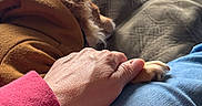 Teddy Bear is registered to the contest to win money with this photo: blue_jeans, brown, casual, comfort, companion, couch, cozy, dog, fur, hand, home, hoodie, indoor, natural_light, paw, pet, red_sleeve, relaxing, resting, window