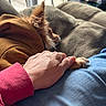 dog, paw, hand, hoodie, couch, indoor, window, natural_light, relaxing, cozy, brown, red_sleeve, blue_jeans, fur, pet, companion, home, comfort, casual, resting