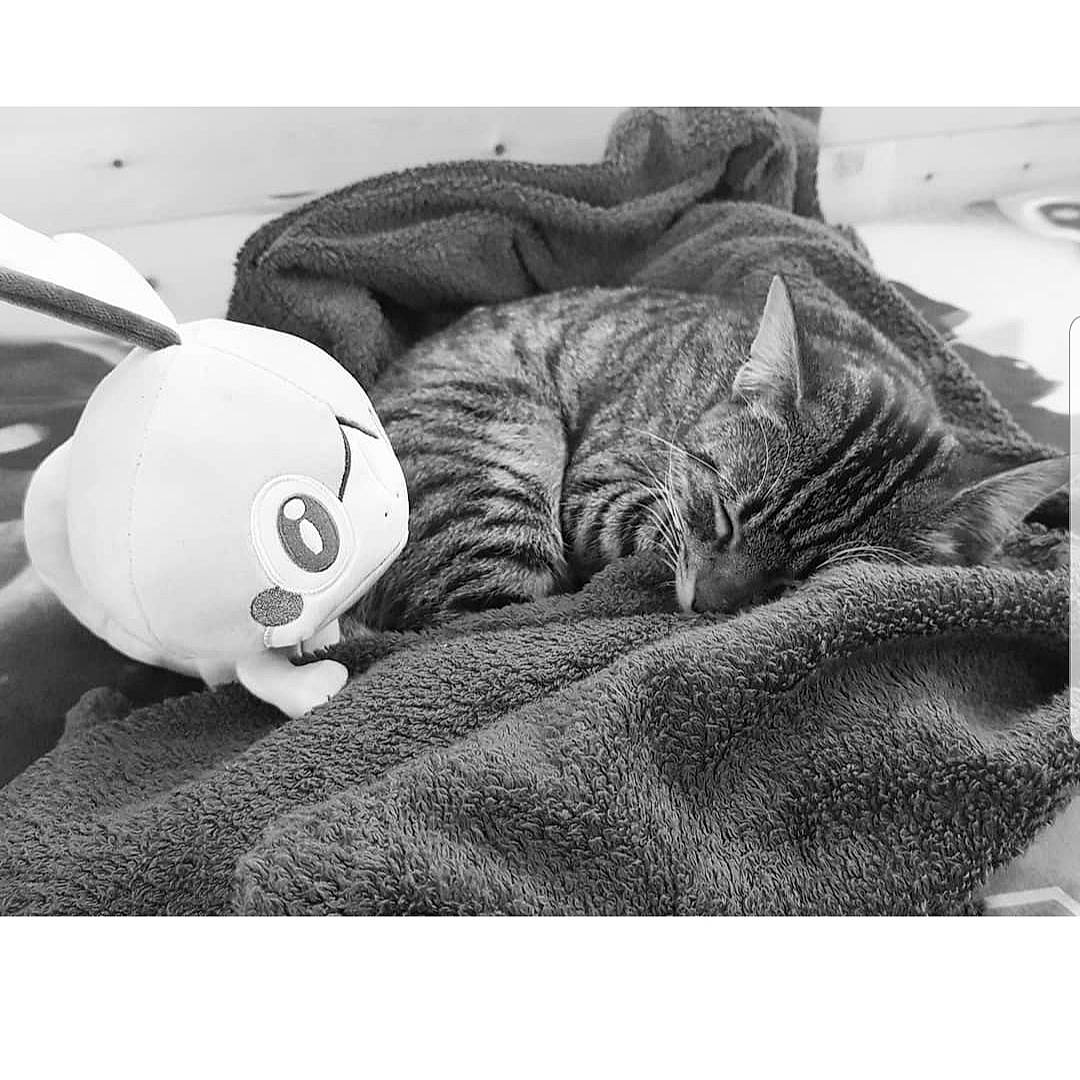 Olympe a rejoint le concours — aidez-le/la à gagner de superbes lots ! black_and_white, carnivore, cat, ear, felidae, kitten, monochrome, nap, photograph, sleep, small_to_medium_sized_cats, snapshot, style, tabby_cat, whiskers, white