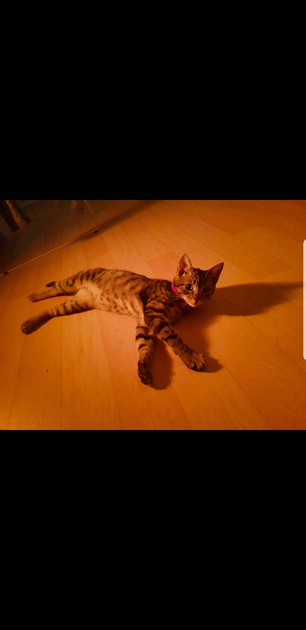 Olympe a rejoint le concours — aidez-le/la à gagner de superbes lots ! american_shorthair, asian, bengal, california_spangled, carnivore, cat, dragon_li, european_shorthair, felidae, kitten, mammal, ocicat, photography, small_to_medium_sized_cats, snapshot, sokoke, tabby_cat, tail, toyger, whiskers