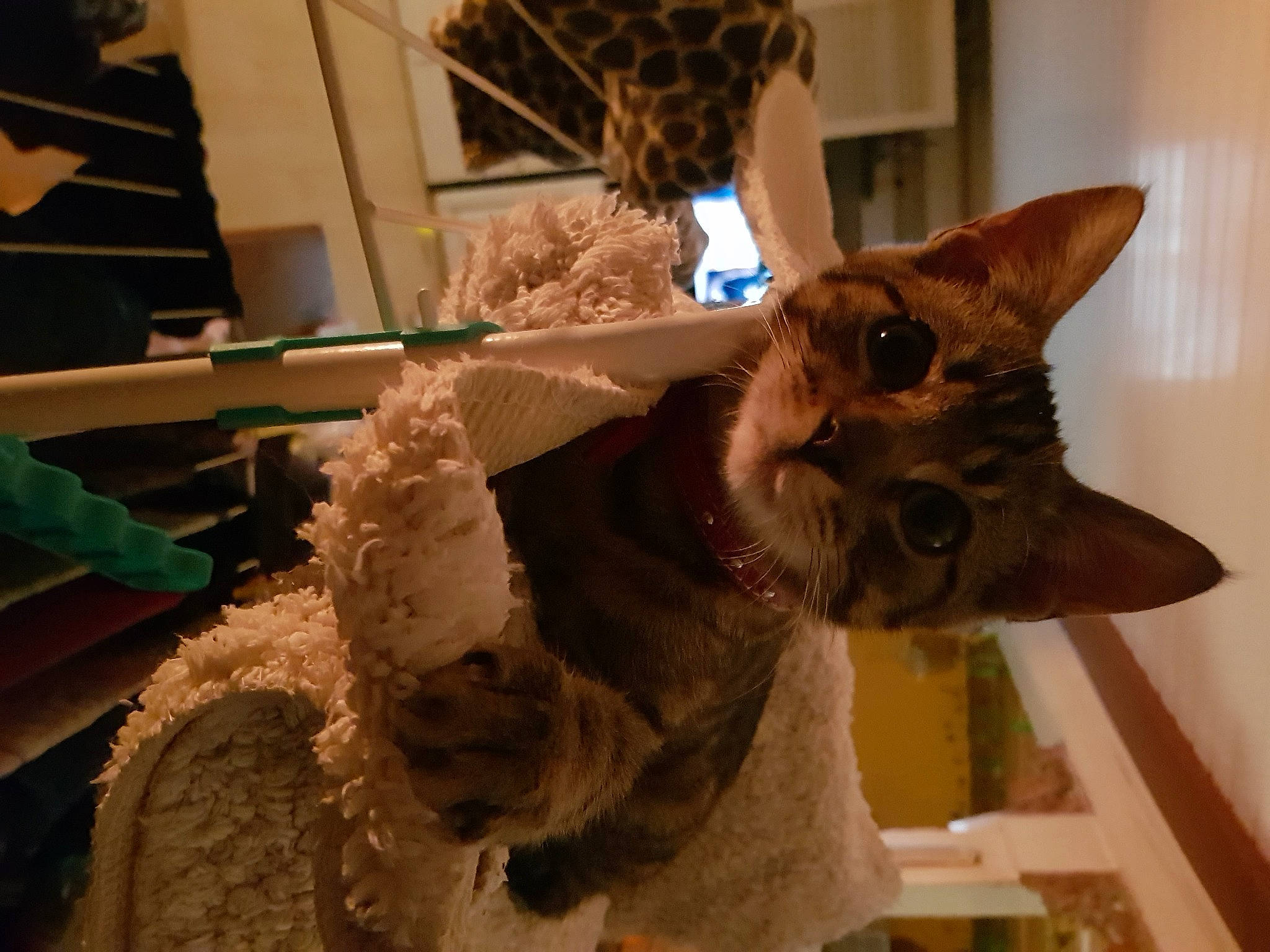 Olympe participe au concours pour gagner de l'argent avec cette photo : asian, carnivore, cat, chausie, cornish_rex, devon_rex, fawn, felidae, german_rex, mammal, oriental_shorthair, rex_cat, small_to_medium_sized_cats, whiskers